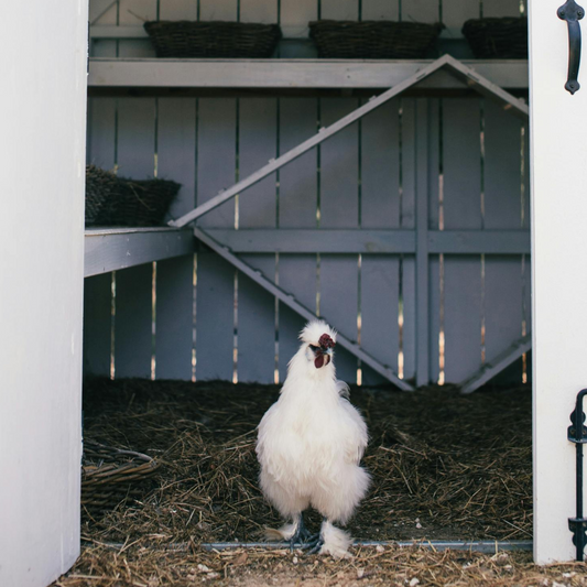 How to Predator-Proof Your Chicken Coop: Essential Tips for Safety