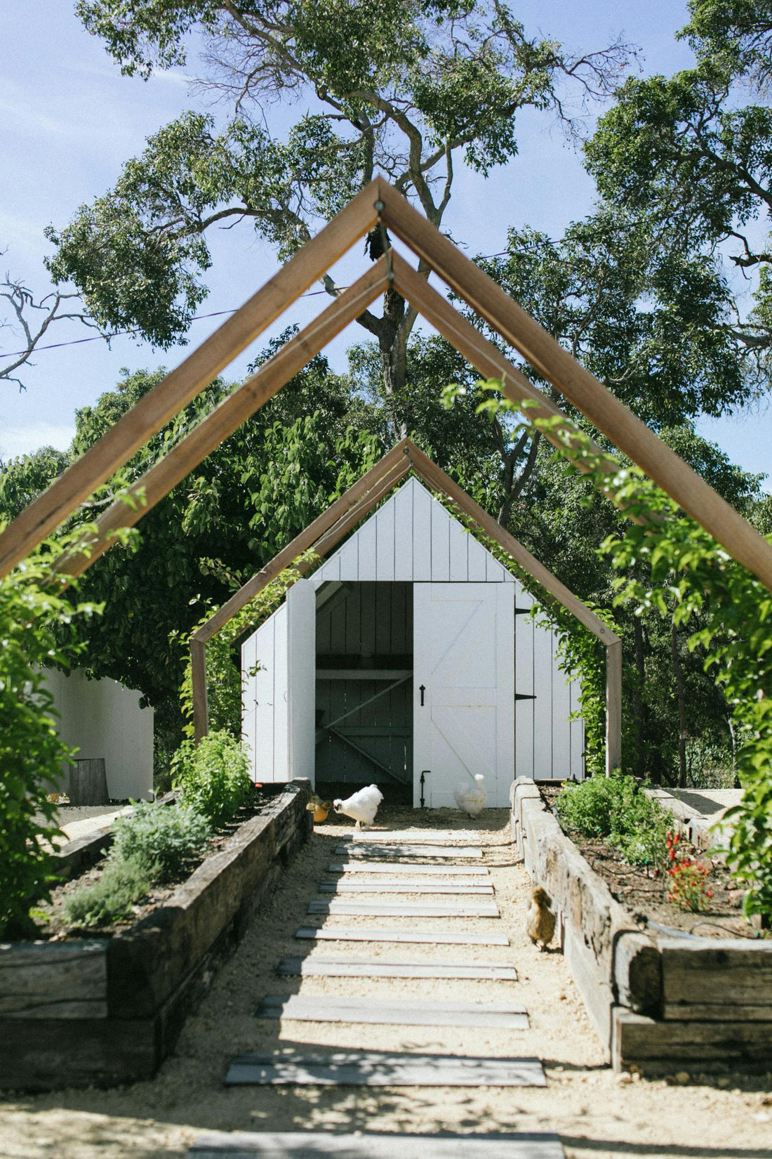 Plastic vs. Wooden Chicken Coops: Which is Best for Your Flock?