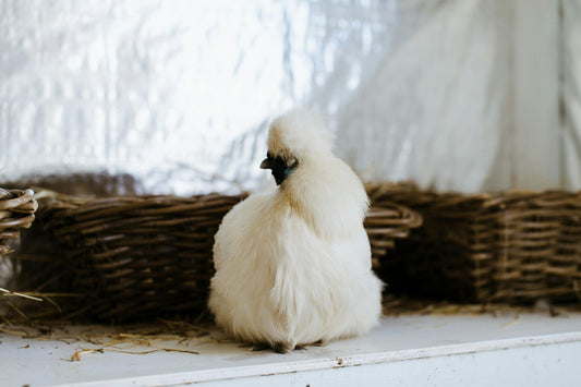 What Size Chicken Coop Do I Need? A Guide to Choosing the Right Chicken Coop for Your Flock